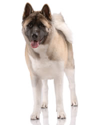 Akita Dog