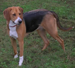 American Foxhound Breed Information