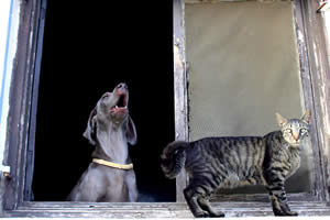 Barking Dogs