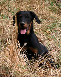 Beauceron Dog