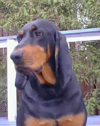 Black and Tan Coonhound