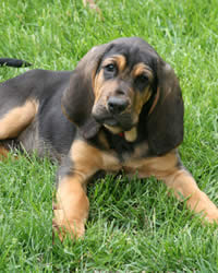 Bloodhound Dog