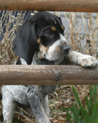 Bluetick Coonhound