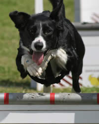Border Collie