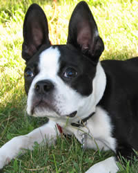 Boston Terrier