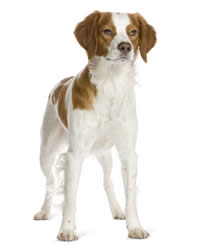 Brittany Dog