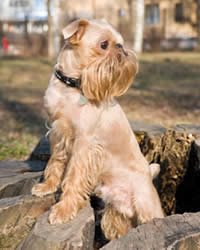 Brussels Griffon