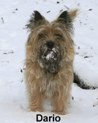 Cairn Terrier