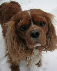 Cavalier King Charles Spaniel