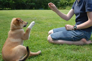 How To Clicker Train Your Dog To Sit How To Clicker Train Your Dog To Sit