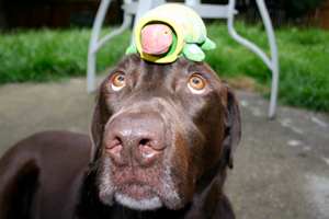 Dog Tricks