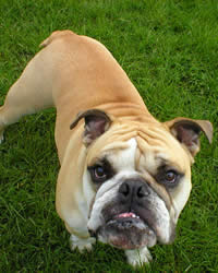 Bulldog