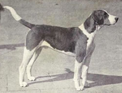 English Foxhound