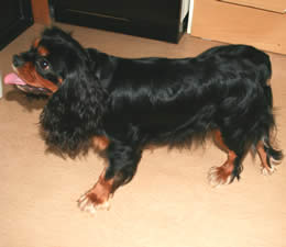 English Toy Spaniel