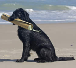 Flat Coated Retriever