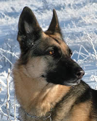 German Shepherd Dog