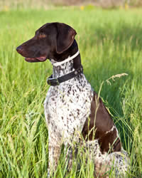 German Shorthaired Pointer