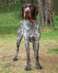 German Wirehaired Pointer