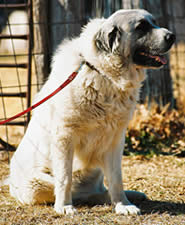 Giant Dog Breeds - Great Pyrenees Giant Dog Breeds