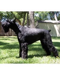 Giant Schnauzer