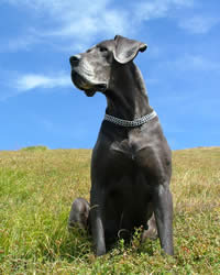 Great Dane