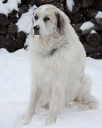 Great Pyrenees Dogs