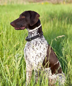 What are some good names for hunting dogs?