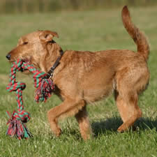 Irish Terrier