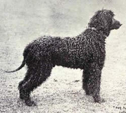 Irish Water Spaniel