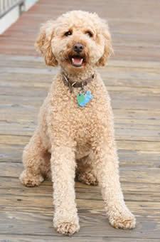 Labradoodle Hybrid Dog Breed