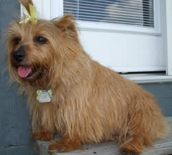 Norfolk Terrier