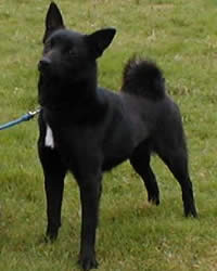 Norwegian Buhund