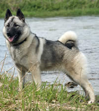 Norwegian Elkhound