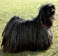 Puli Dog