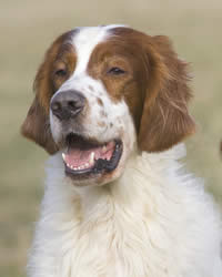 Red and White Irish Setter