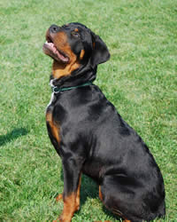 rottweiler temperament children rottweiler breed history temperament care more dogs and advice rottweiler temperament children rottweiler breed history temperament care more dogs and advice