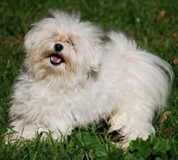 Sealyham Terrier