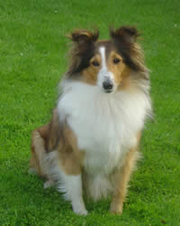Shetland Sheepdog