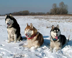 Siberian Names And Meanings For Dogs Siberian Names And Meanings For Dogs