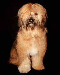 Tibetan Terrier