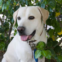 akc ranking most popular breeds according to akc breeds picture akc ranking most popular breeds according to akc breeds picture