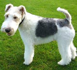 Wire Fox Terrier