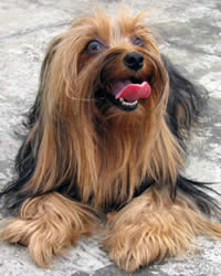 Yorkshire Terrier