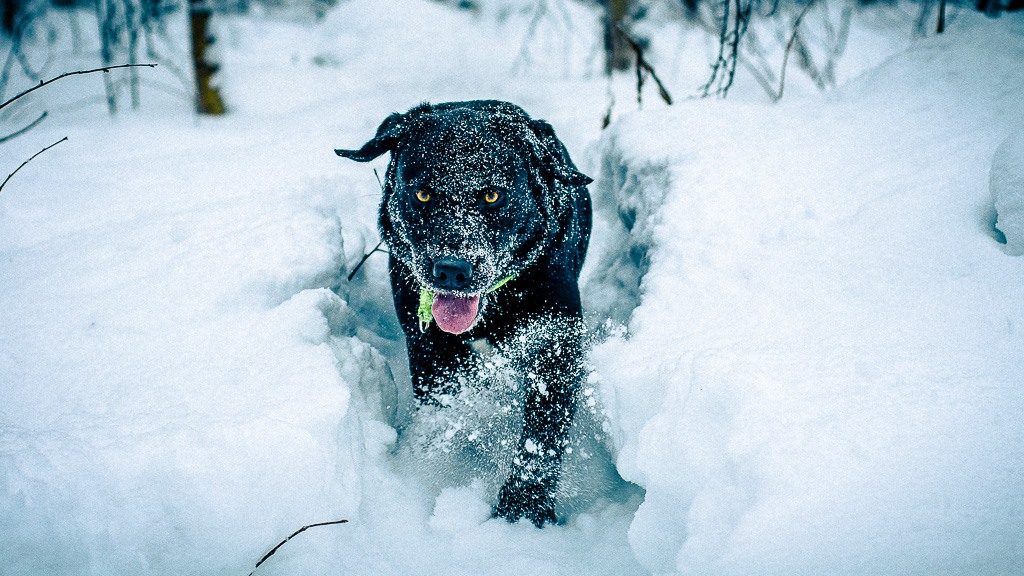 Labrador "Spot" in the snow