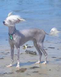 majestic dog names majestic dog names
