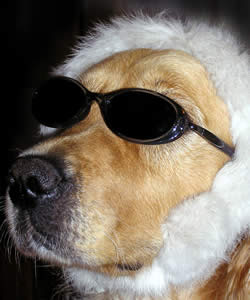 We've Got Your Canine-Associated Advice You Would Like 2