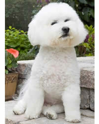 Best Apartment Dogs Characteristics And Breeds To Consider Bichon Frise Good Apartment Dogs